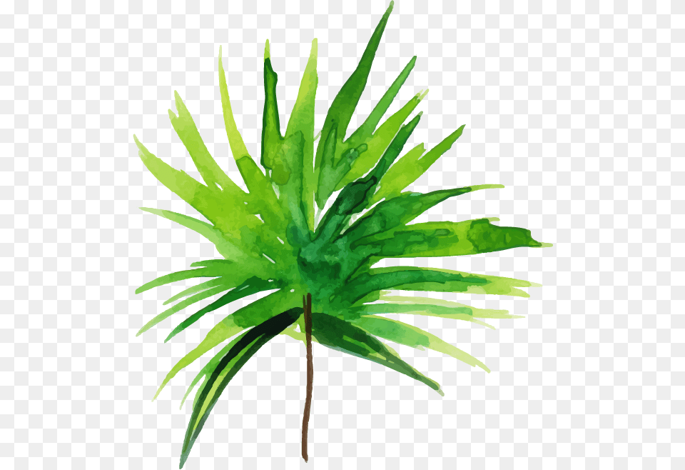 Grass, Green, Leaf, Palm Tree, Plant Free Png