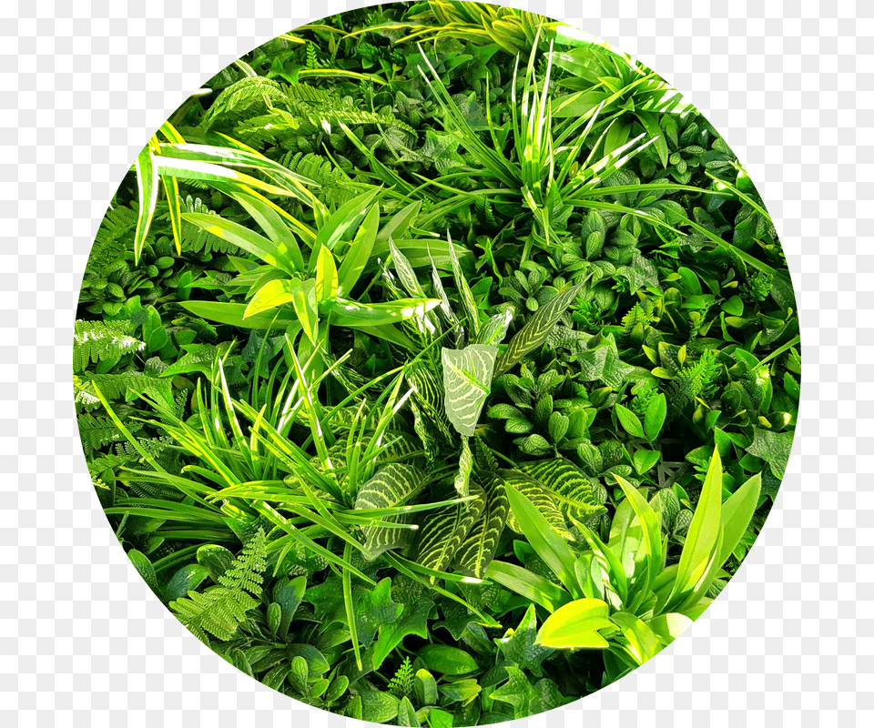 Grass, Vegetation, Green, Herbal, Herbs Png Image