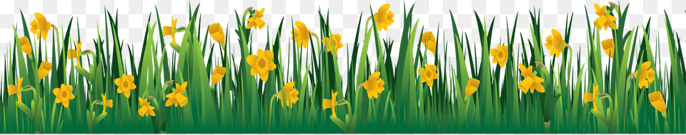 Grass, Daffodil, Flower, Plant, Petal Free Png