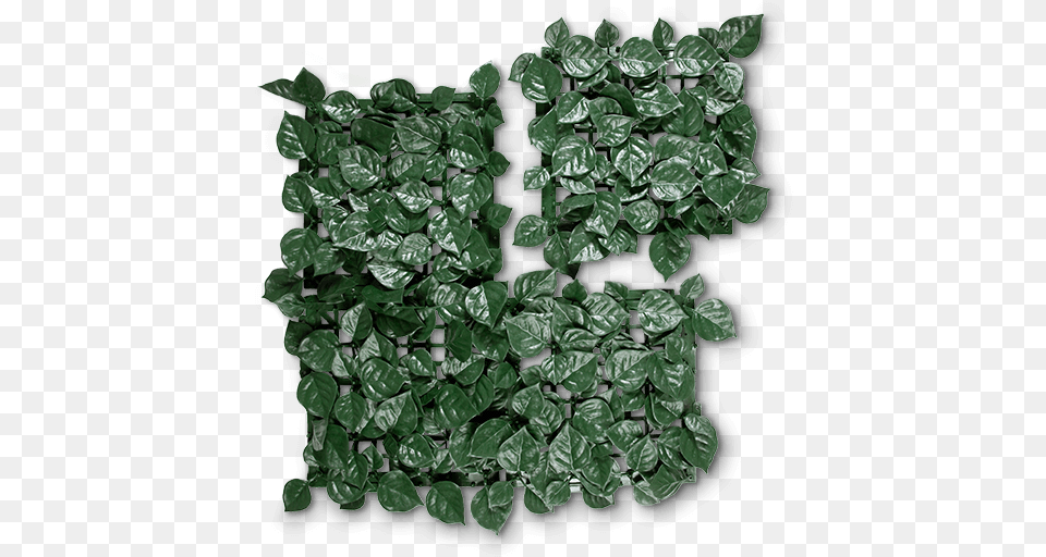 Grass, Leaf, Plant, Ivy Png