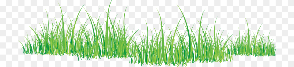 Grass, Plant, Vegetation, Agropyron Png Image