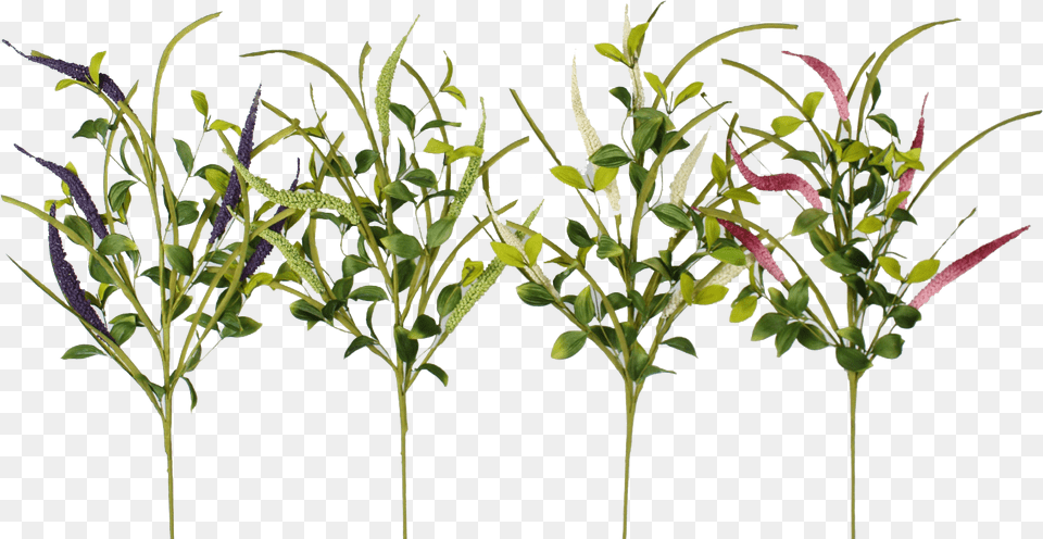 Grass, Herbal, Herbs, Leaf, Plant Free Transparent Png