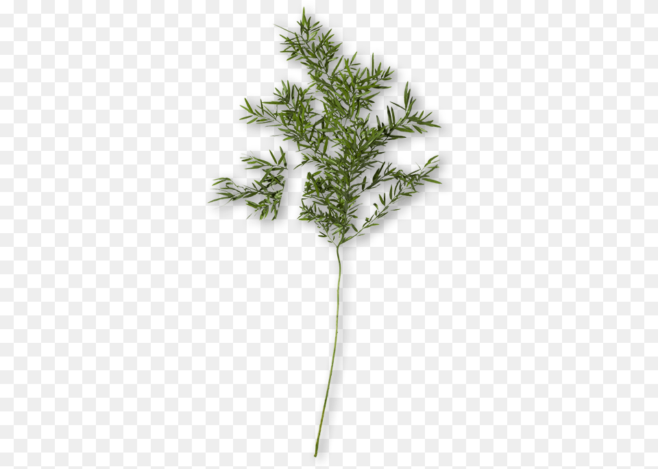 Grass, Food, Plant, Seasoning, Herbal Free Png Download