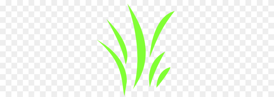 Grass Plant, Green Free Png