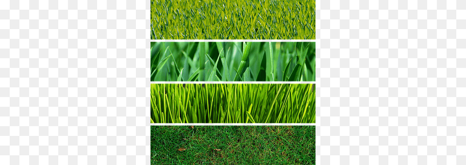 Grass Lawn, Plant, Vegetation Free Png Download