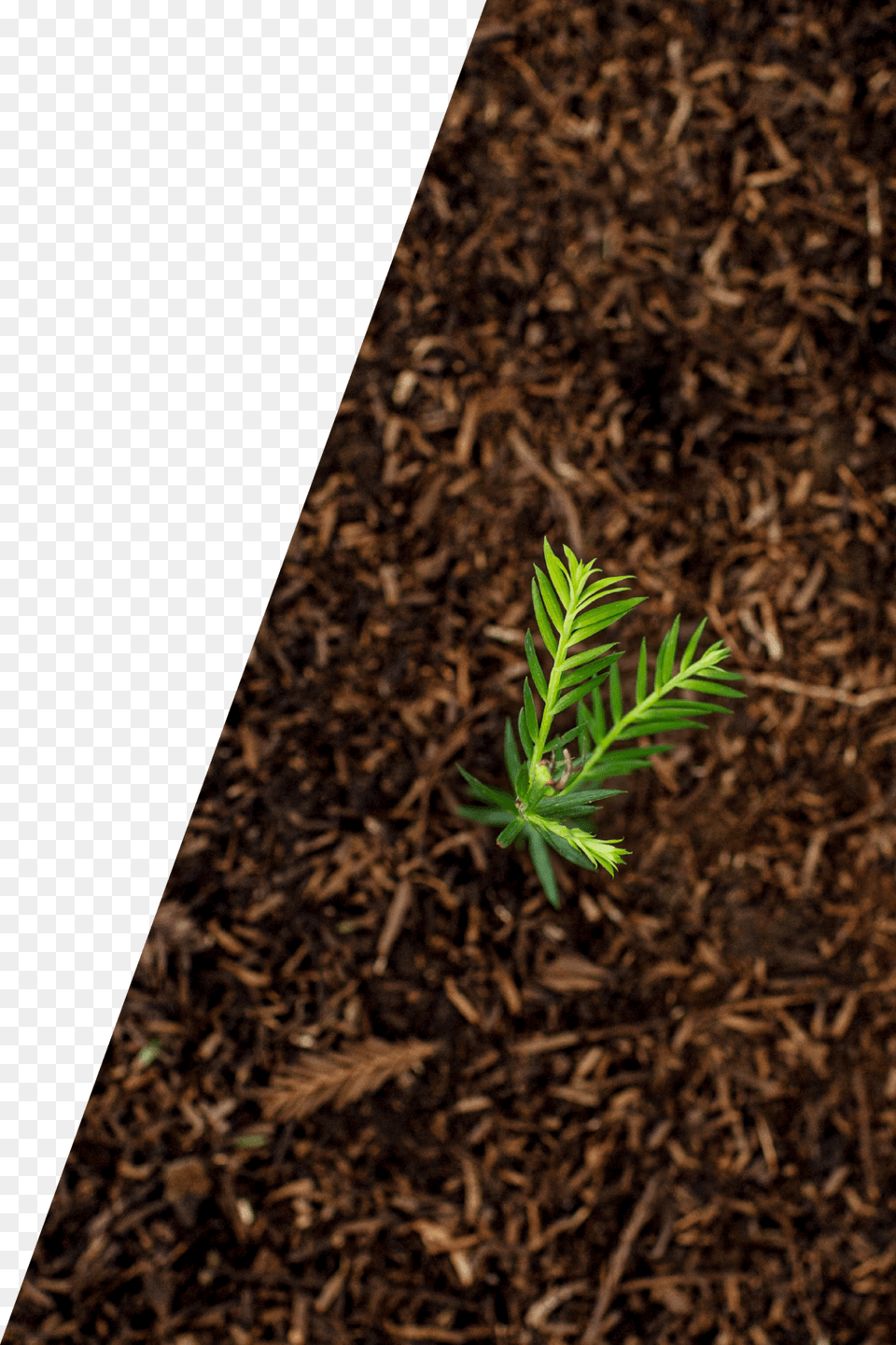 Grass, Conifer, Plant, Soil, Tree Free Png Download