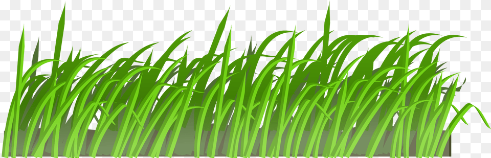 Grass, Green, Plant, Vegetation, Lawn Free Transparent Png