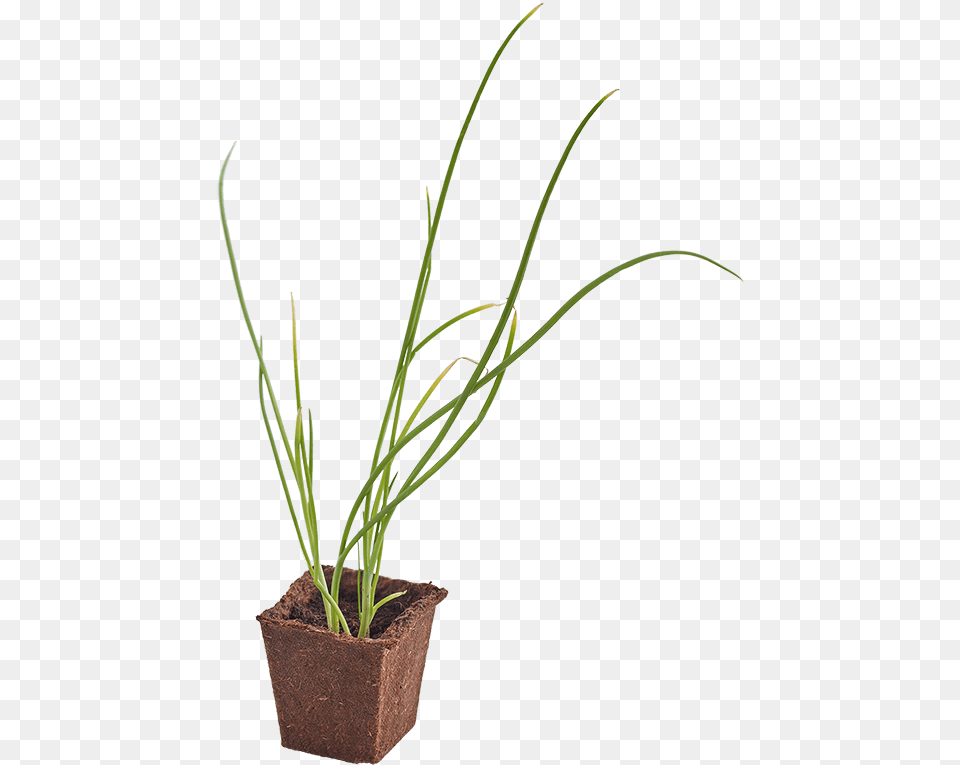 Grass, Plant, Food, Produce, Flower Free Png