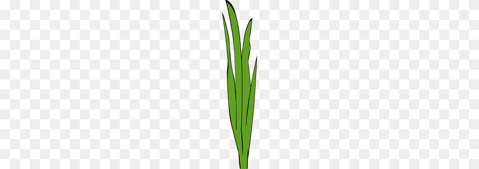 Grass Plant, Leaf, Food, Produce Free Png Download
