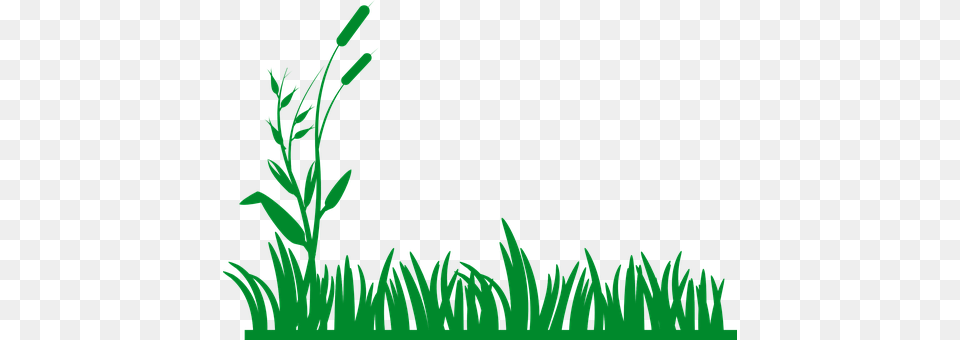 Grass Green, Plant, Moss, Pattern Free Png Download