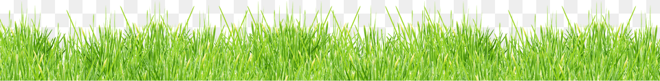 Grass, Lawn, Plant, Vegetation Png Image