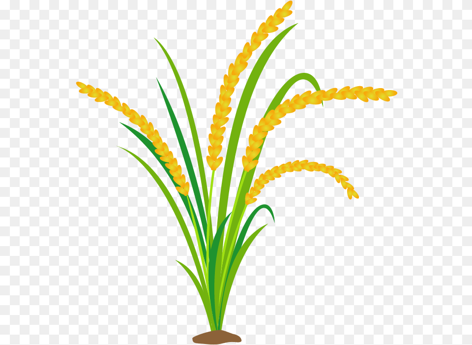 Grass, Flower, Flower Arrangement, Plant, Food Png
