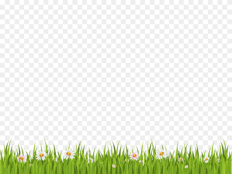 Grass, Daisy, Plant, Lawn, Green Png Image