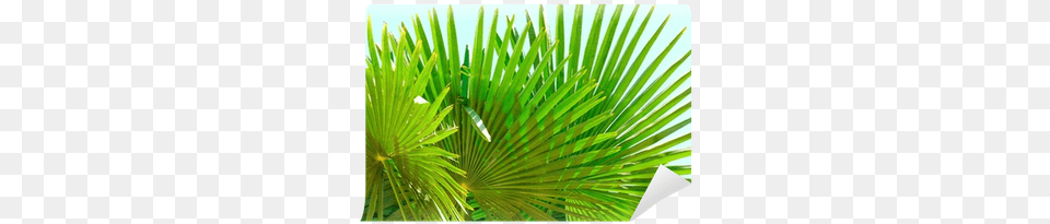 Grass, Green, Tree, Plant, Palm Tree Png