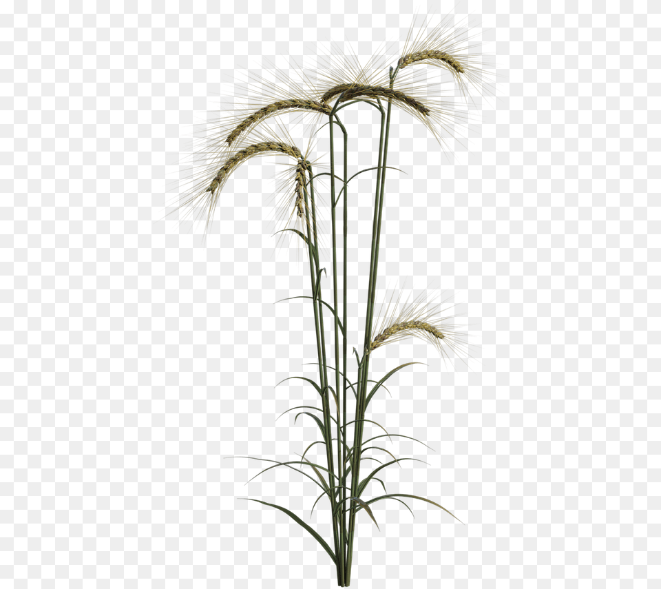 Grass, Plant, Pattern, Fireworks, Flower Free Transparent Png