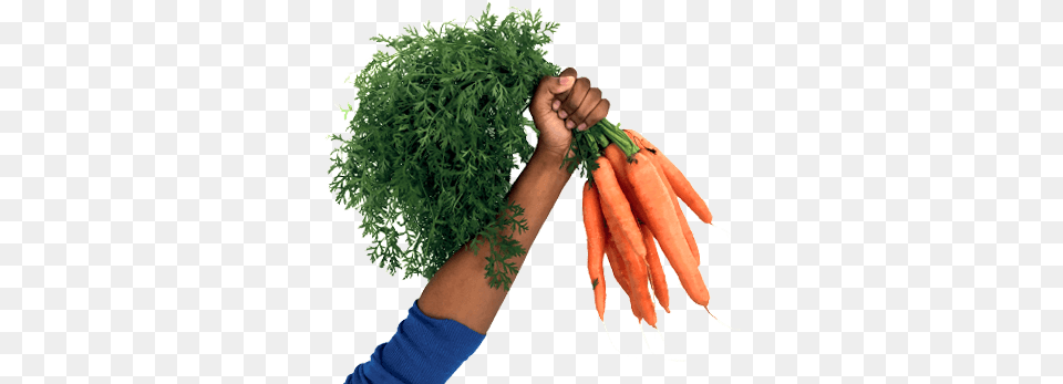 Grass, Carrot, Vegetable, Food, Produce Free Transparent Png