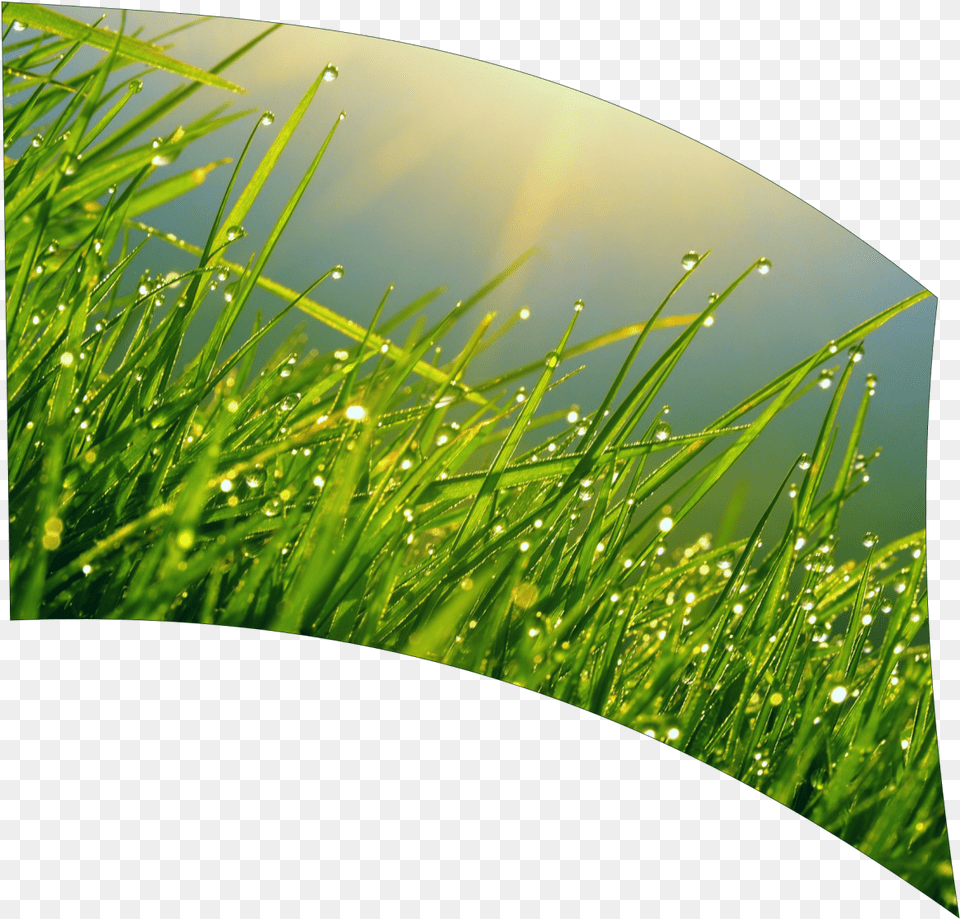 Grass, Green, Plant, Lawn, Leaf Free Png Download