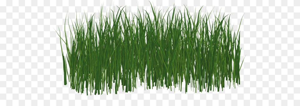 Grass Plant, Reed, Vegetation, Aquatic Png Image