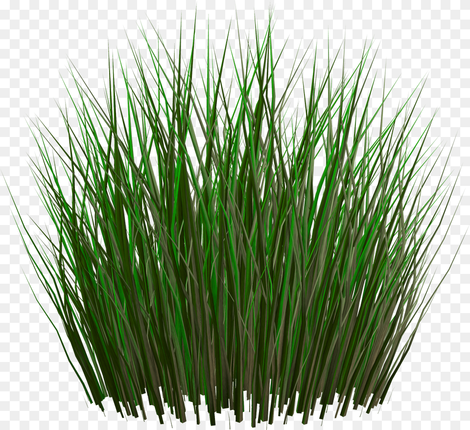 Grass, Plant, Vegetation, Reed Free Png Download
