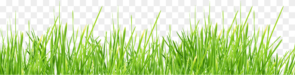 Grass, Lawn, Plant, Vegetation, Agropyron Png Image