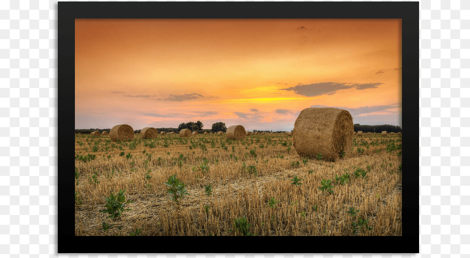 Grass, Countryside, Nature, Outdoors, Straw Png Image