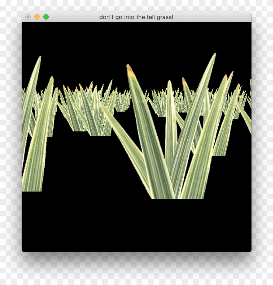 Grass, Plant, Agavaceae Png Image