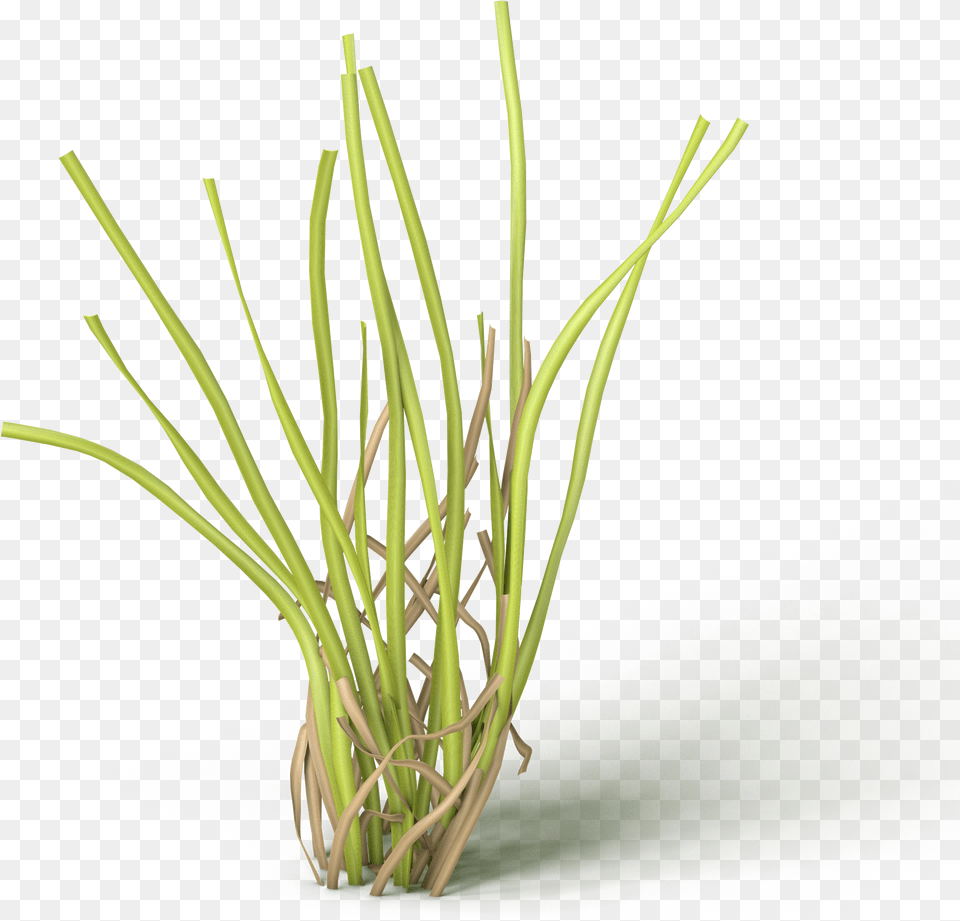 Grass, Plant, Food, Produce Png Image