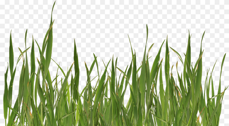 Grass 2 Green, Art, Collage, Plant, Vegetation Png Image