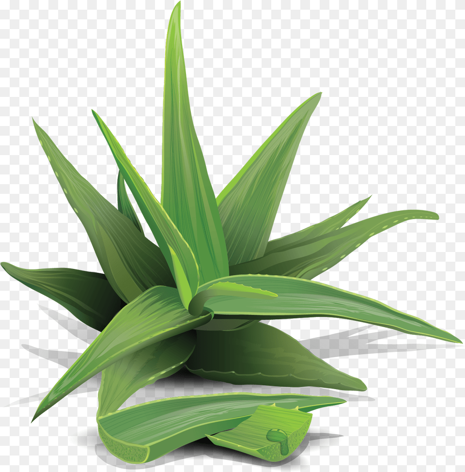 Grass, Plant, Leaf, Aloe Free Png