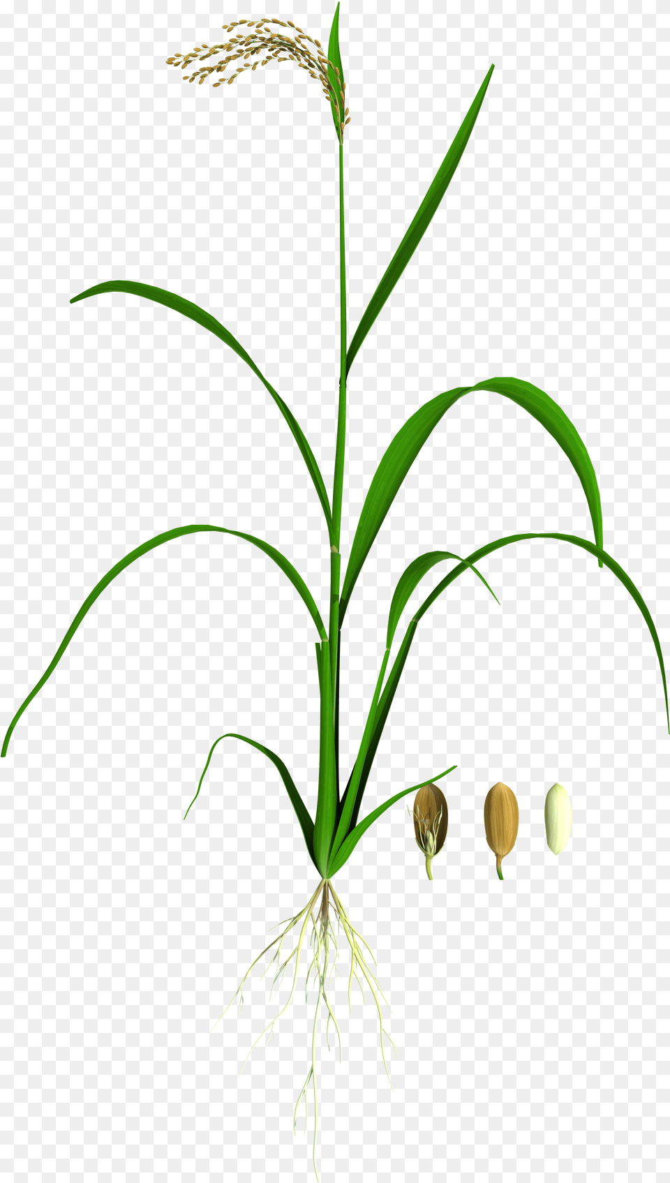 Grass, Plant Free Png