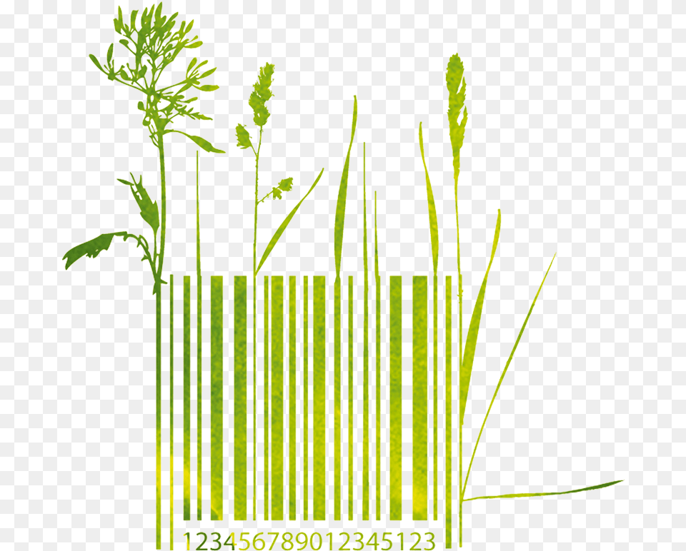 Grass, Plant, Green Free Png