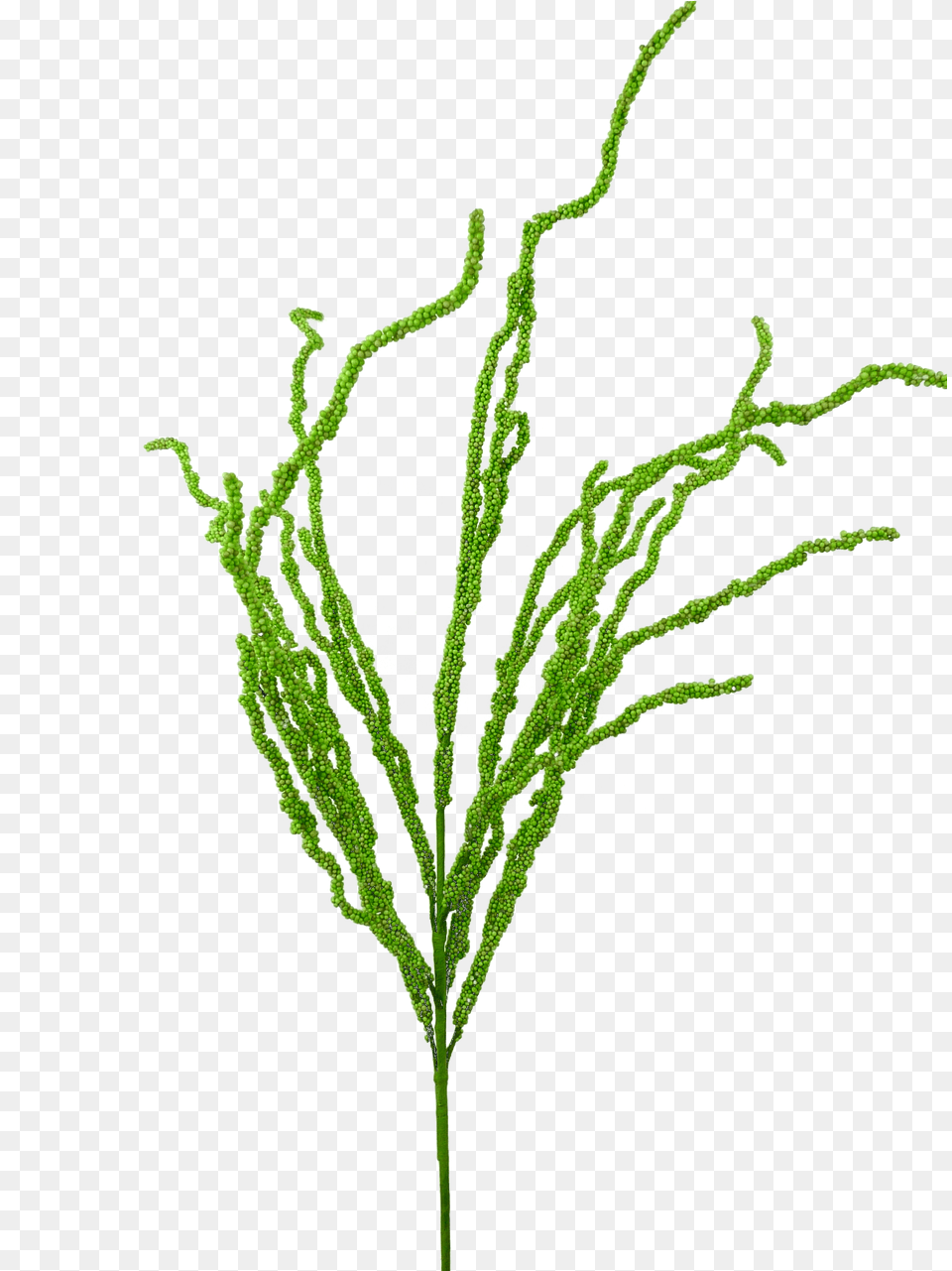 Grass, Fern, Leaf, Plant, Aquatic Png