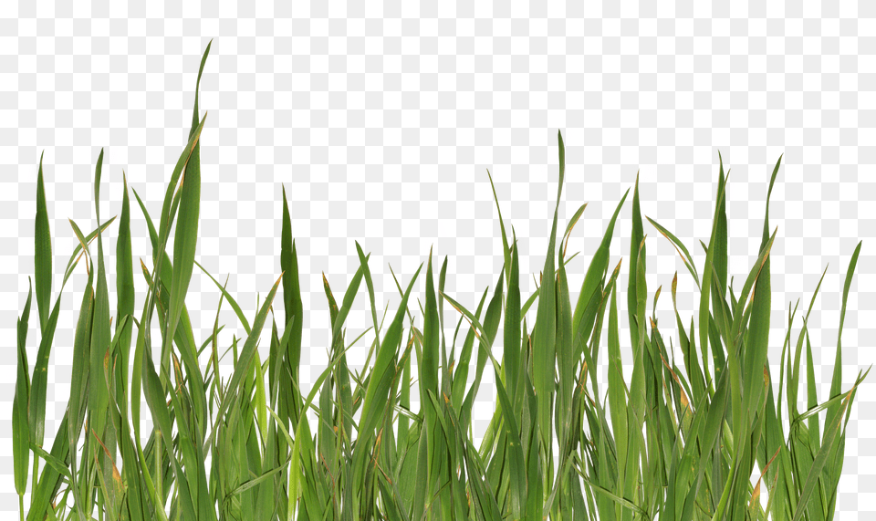 Grass, Plant, Vegetation, Art, Collage Free Png