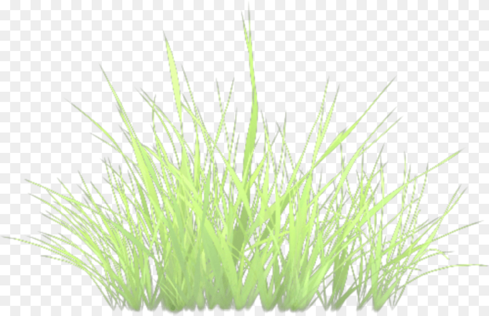 Grass, Moss, Plant, Vegetation, Lawn Free Transparent Png