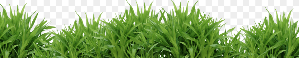 Grass, Green, Lawn, Plant, Vegetation Png