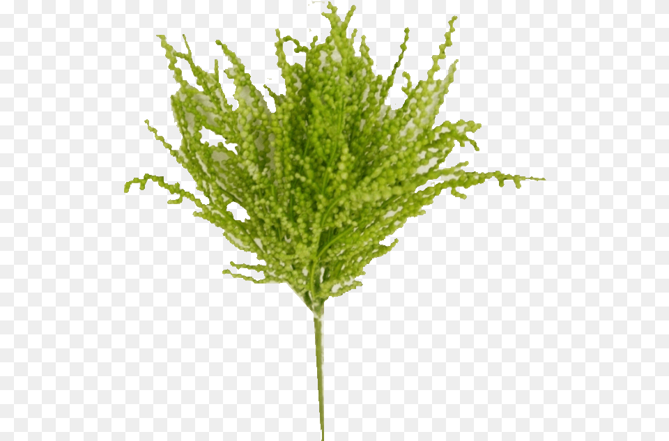 Grass, Leaf, Moss, Plant, Tree Free Transparent Png