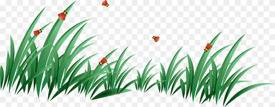 Grass, Plant, Flower, Vegetation, Outdoors Free Transparent Png