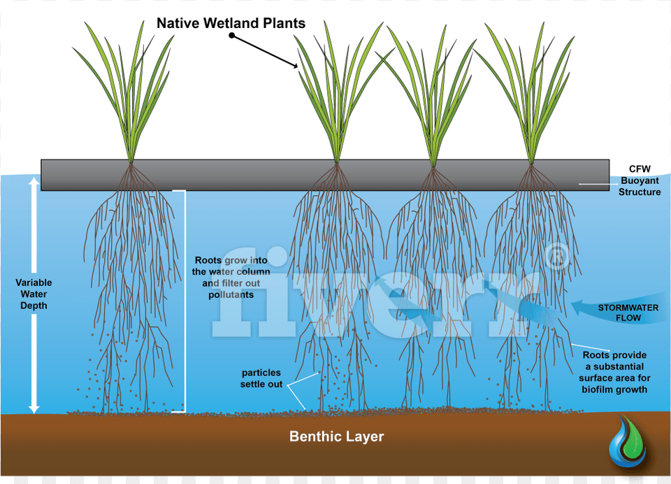 Grass, Plant, Root, Soil Png Image