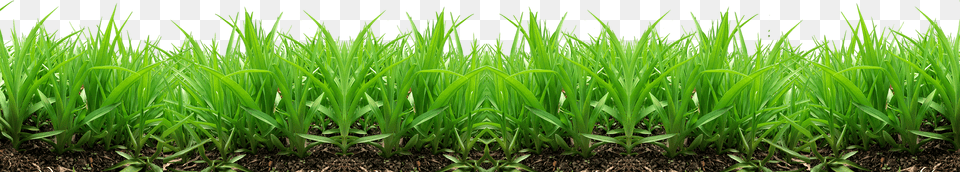 Grass, Vegetation, Soil, Plant, Field Png Image