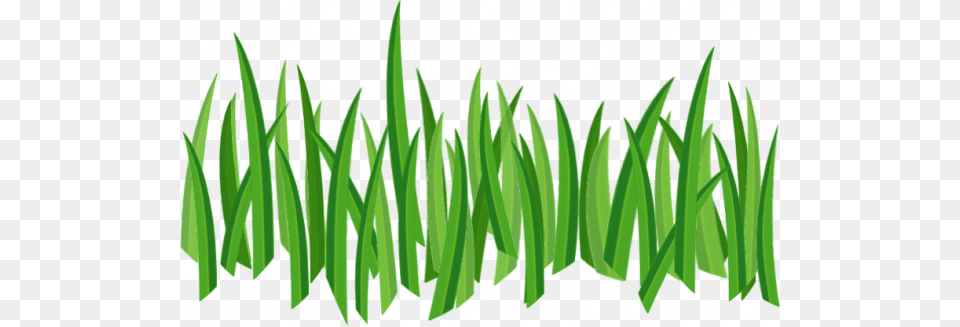 Grass, Green, Lawn, Plant, Vegetation Free Png Download