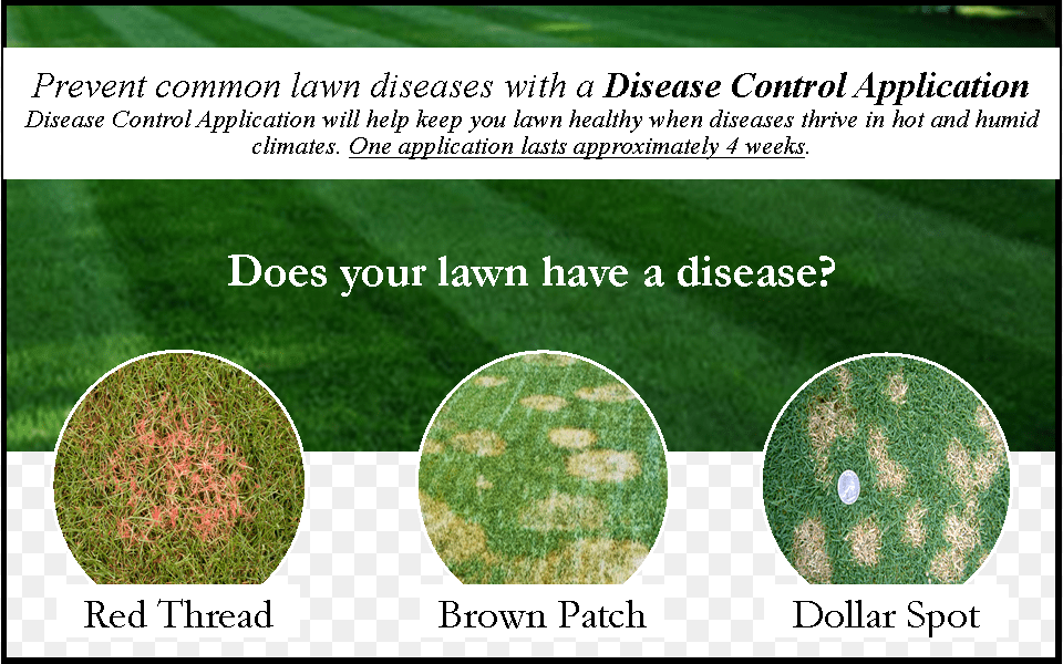 Grass, Lawn, Plant, Vegetation Png Image