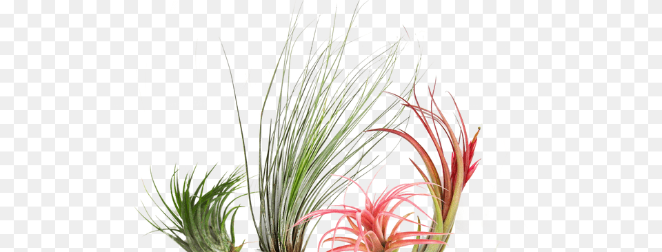 Grass, Plant, Agavaceae, Flower, Flower Arrangement Free Transparent Png