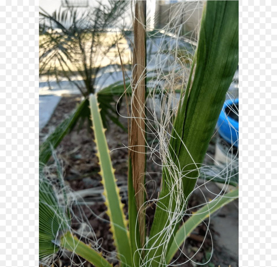 Grass, Agavaceae, Plant, Vegetation Png