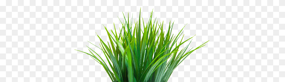 Grass, Green, Plant, Agavaceae, Vegetation Png