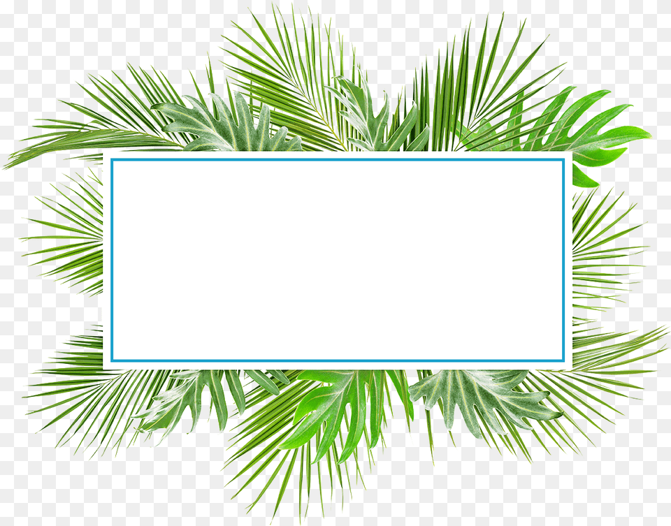 Grass, Palm Tree, Tree, Leaf, Potted Plant Free Png