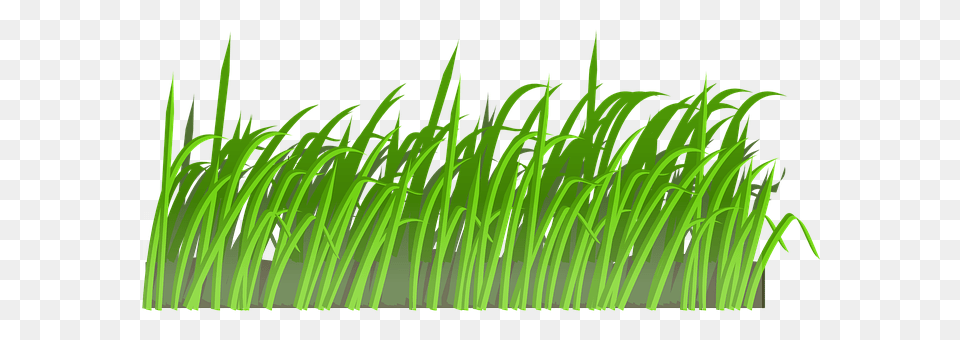 Grass Green, Plant, Vegetation, Moss Png Image