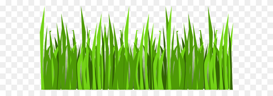 Grass Green, Lawn, Plant, Vegetation Free Png Download