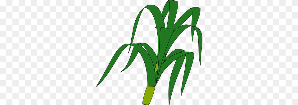 Grass Food, Leek, Plant, Produce Free Transparent Png