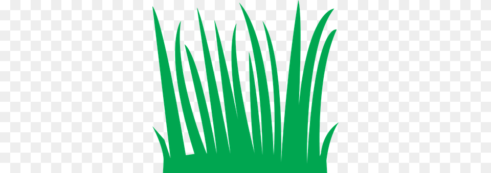 Grass Green, Light, Plant Free Png