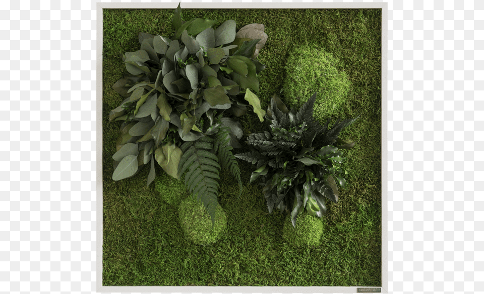 Grass, Leaf, Plant, Vegetation, Fern Png